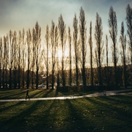 A row of tall trees are silhouetted against a low sun.