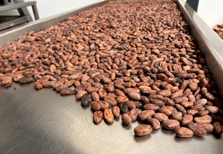 Close-up view of a large metal tray filled with raw cocoa beans spread out evenly. The beans are reddish-brown and have a rough texture, indicating they are unprocessed. The tray is part of an industrial setting with stainless steel surfaces visible in the background.