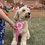A person holding a pink and white rosette next to a dog's cgest/