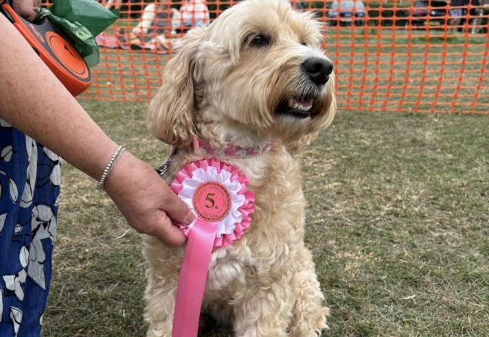 A person holding a pink and white rosette next to a dog's cgest/