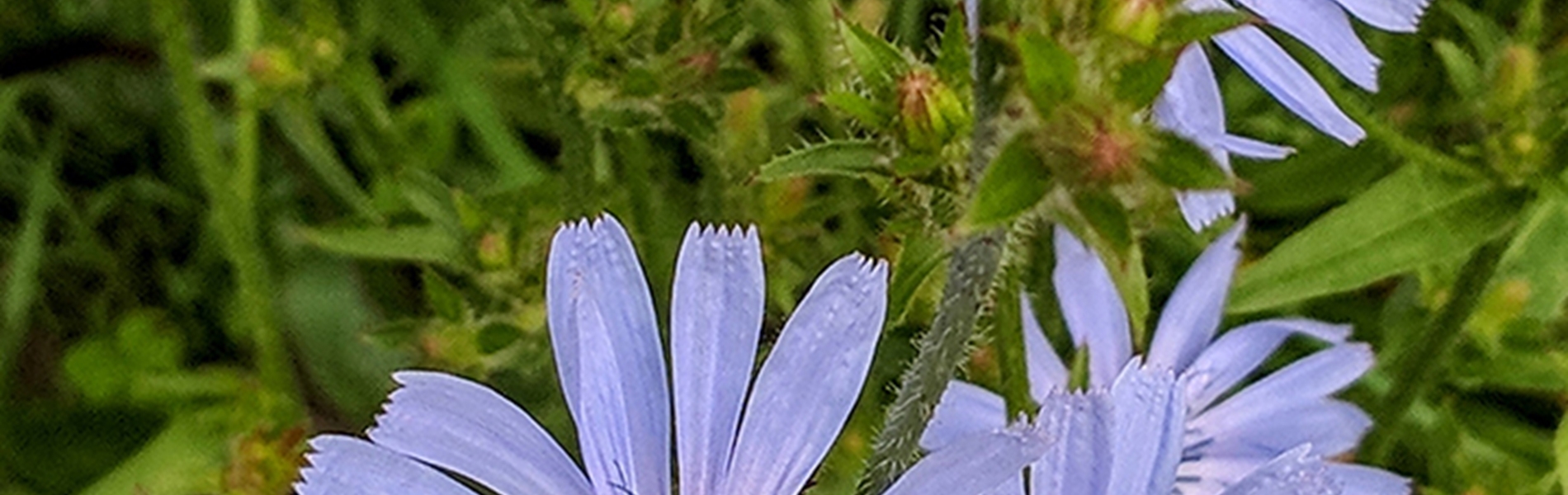 Blue flowers growing.
