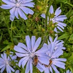 Blue flowers growing.