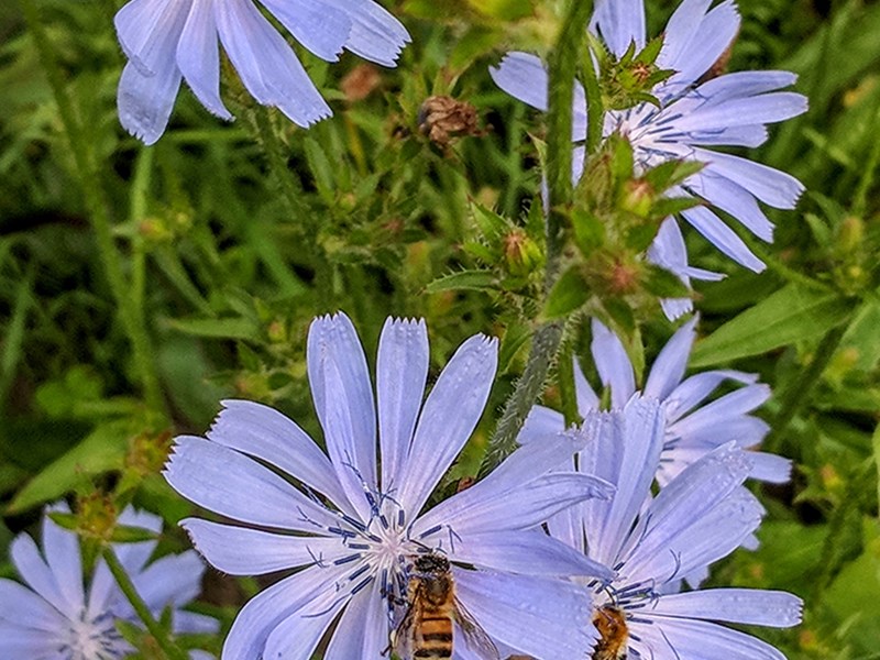 Blue flowers growing.