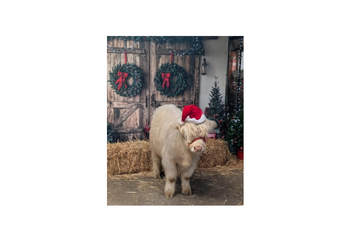 A fluffy white Highland calf wearing a red Santa hat and festive halter stands on straw in front of rustic wooden barn doors decorated with two green wreaths tied with red ribbons. The scene is adorned with Christmas decorations, including garlands with lights and small decorated trees, creating a cozy holiday setting.