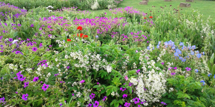 Wild flowers at Manor Fields Park.