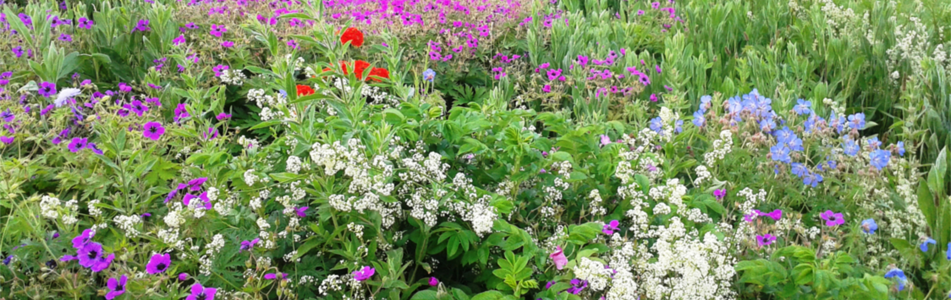 Wild flowers at Manor Fields Park.