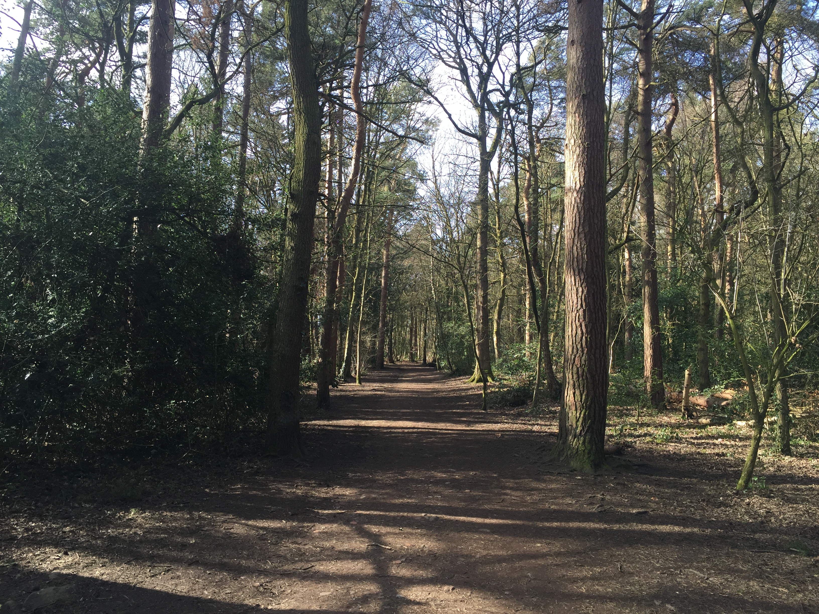 A wide dirt path runs through a forest with tall trees on both sides. The trees have slender trunks and sparse branches, allowing sunlight to filter through, casting shadows on the ground. Green foliage lines the path, and the scene conveys a peaceful woodland setting under clear daylight.