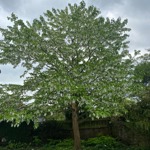 A example of a tree at the Sheffield Botanical Gardens.