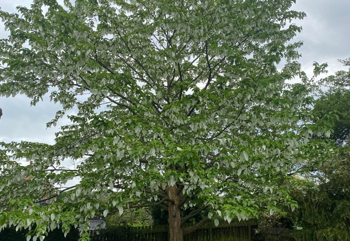 A example of a tree at the Sheffield Botanical Gardens.