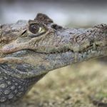A close-up portrait of a crocodile’s head shows detailed textured scales, a watchful eye and sharp teeth protruding from its partially open mouth. The reptile faces sideways against a softly blurred background, highlighting the intricate patterns of its skin and the powerful shape of its jaw.