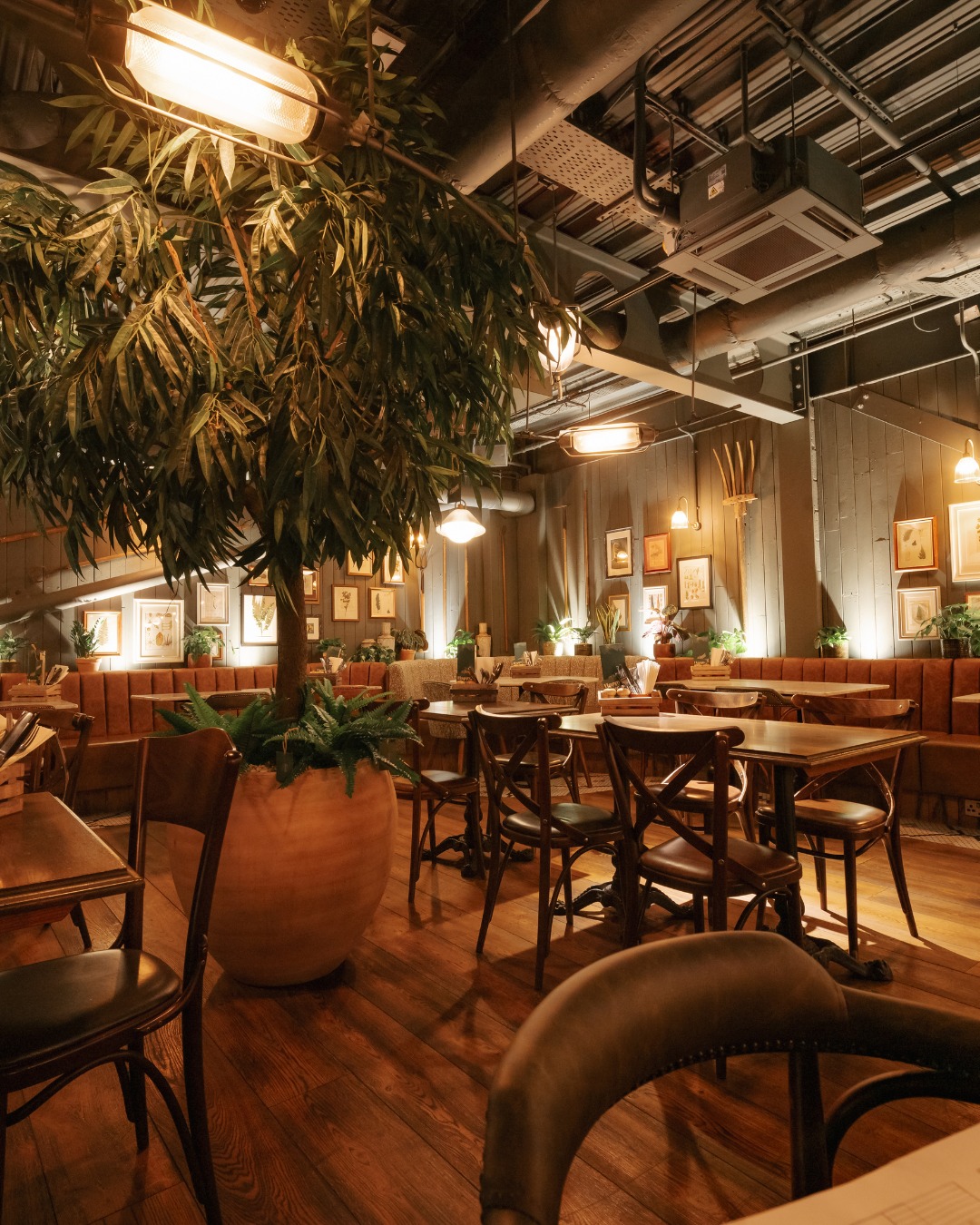 A warmly lit restaurant interior with wooden floors, wooden tables and chairs, large potted plants, and soft ambient lighting, creating a cosy, natural atmosphere.