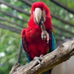 A vivid red scarlet macaw perches on a sturdy tree branch, facing the camera. The colourful parrot raises one claw toward its beak, with bright blue and green feathers visible on its wings. The background is softly blurred with greenery and aviary structures, drawing attention to the bird’s striking plumage and expressive pose.