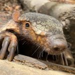 A close-up of an armadillo emerging from a burrow among logs and bark. Its armoured head and back are covered in overlapping scales, while long claws grip the wood in front of it. Fine whiskers, a dark eye and textured skin are clearly visible, highlighting the animal’s distinctive appearance in a naturalistic enclosure.