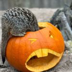 Witches and Wizards Halloween Trail 