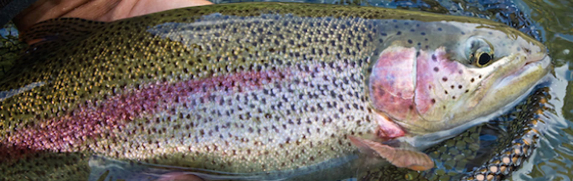A close-up of a fish in a net, just about to be released after being caught.