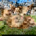 Baby goats at Heeley City Farm.