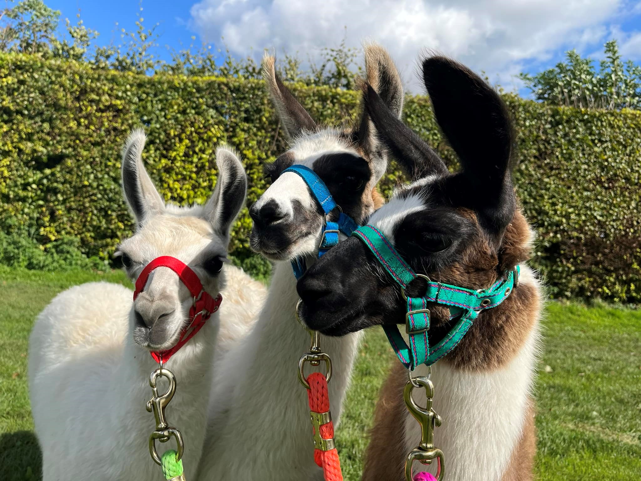Three llamas standing on grass in front of a tall green hedge under a partly cloudy blue sky. Each llama wears a colourful halter with a lead rope: the left one has a red halter, the middle one blue, and the right one green. The llamas have white and brown coats with dark markings on their faces, and their ears are upright. The scene is bright and sunny, suggesting a calm outdoor setting.