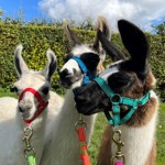 Three llamas standing on grass in front of a tall green hedge under a partly cloudy blue sky. Each llama wears a colourful halter with a lead rope: the left one has a red halter, the middle one blue, and the right one green. The llamas have white and brown coats with dark markings on their faces, and their ears are upright. The scene is bright and sunny, suggesting a calm outdoor setting.