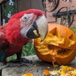 Witches and Wizards Halloween Trail 