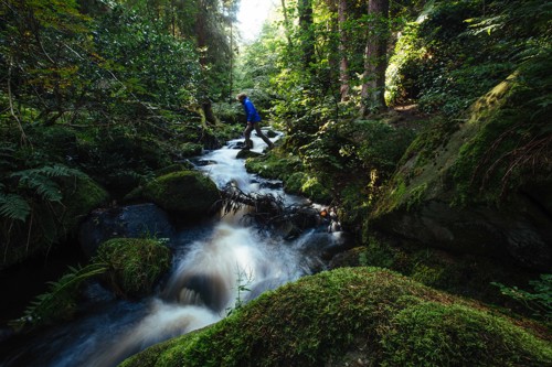 walker crossing mossy stepping stones over babbling brook at Wyming Brook Nature Reserve
