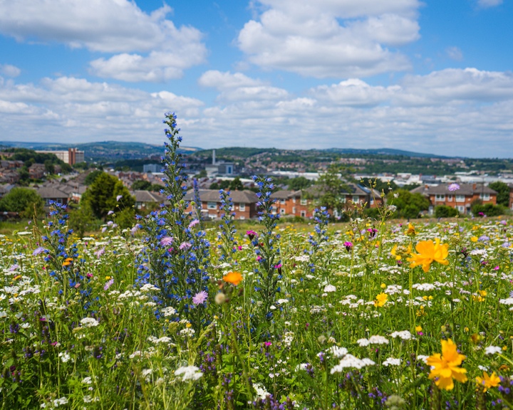 A vibrant wildflower meadow with a mix of colorful flowers including yellow, purple, and white blooms in the foreground. Behind the meadow, there are rows of houses and trees, with a townscape and rolling hills in the distance under a bright blue sky with scattered white clouds.