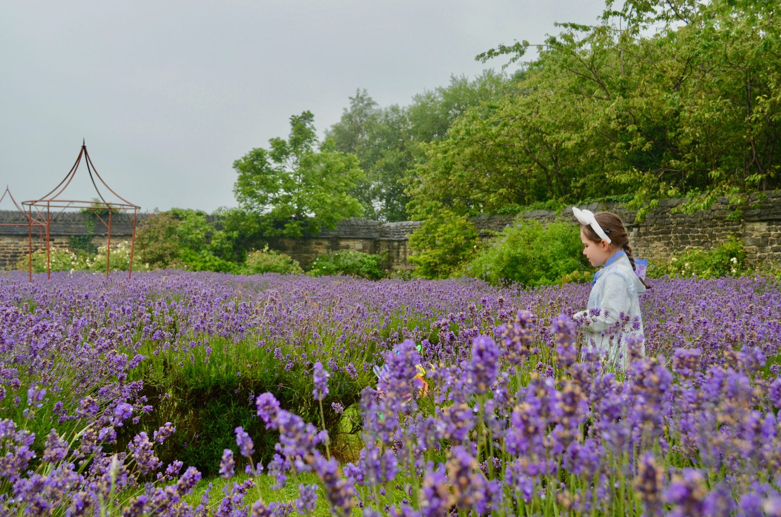 A person stands in a large field of blooming purple lavender flowers, surrounded by greenery and trees. In the background, there is a stone wall and a decorative metal structure. The sky is overcast, giving the scene a soft, muted light.