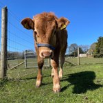 A cow in a field
