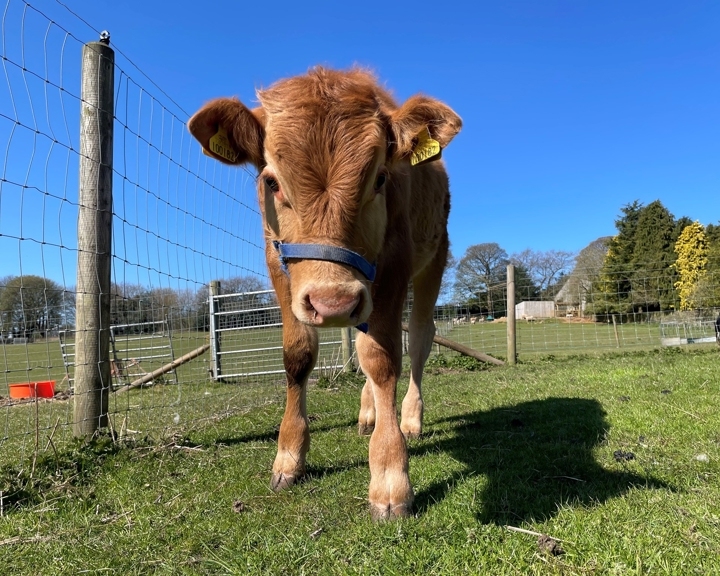A cow in a field