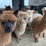 Lots of Alpacas in a farm building at Mayfield Alpacas Animal Park And Animal Sanctuary.