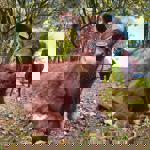 A cow and a calf at Heeley City Farm.