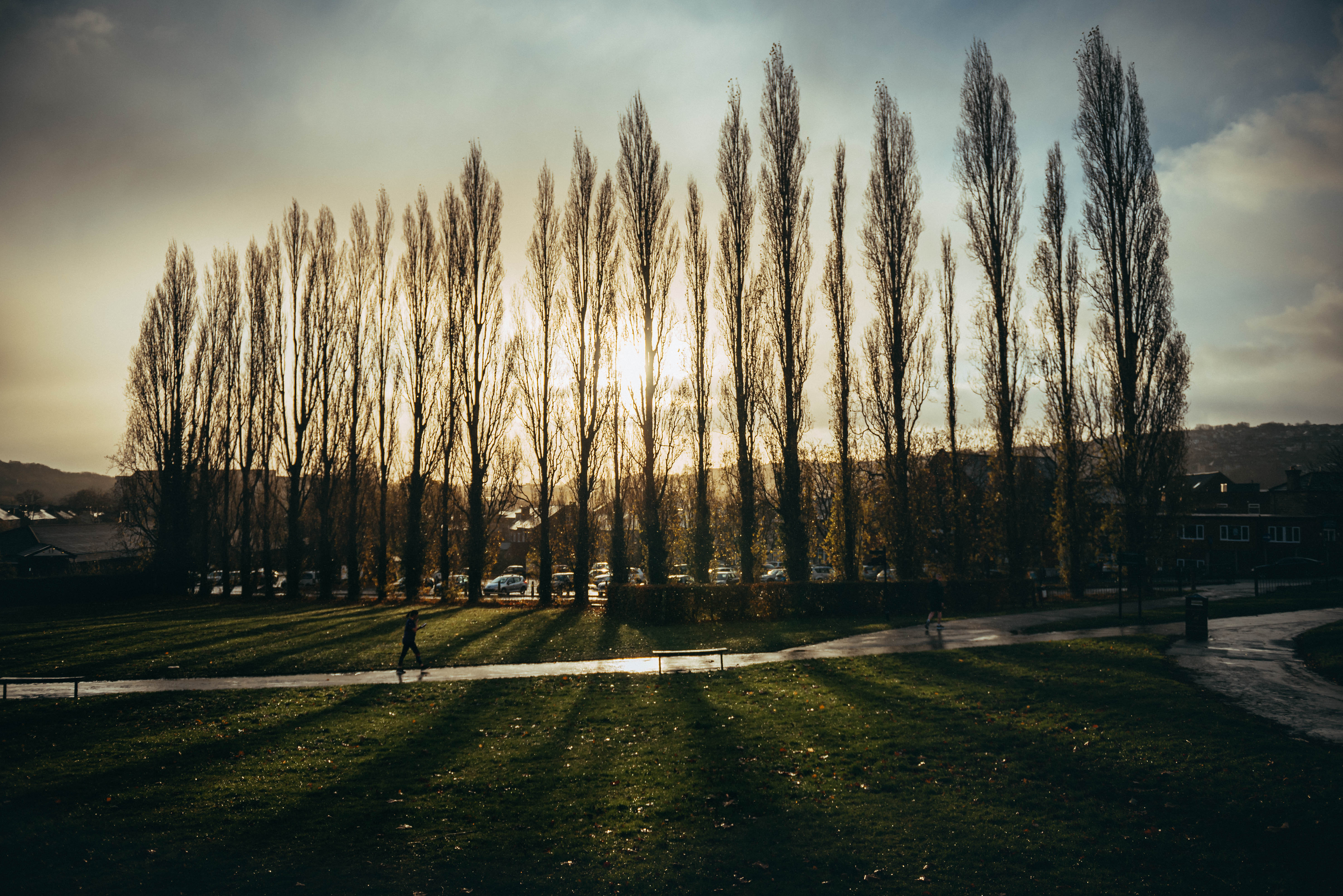 A row of tall trees are silhouetted against a low sun.
