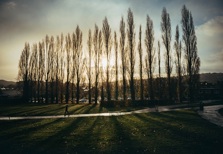 A row of tall trees are silhouetted against a low sun.
