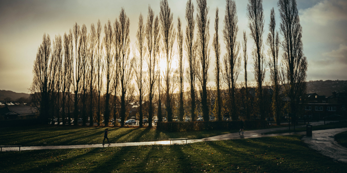 A row of tall trees are silhouetted against a low sun.