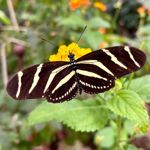 A close-up of a zebra longwing butterfly resting on a green leaf. Its wings are spread wide, displaying striking cream-coloured stripes against a dark brown background. A yellow flower and softly blurred foliage create a colourful backdrop, highlighting the butterfly’s delicate details and elegant shape.