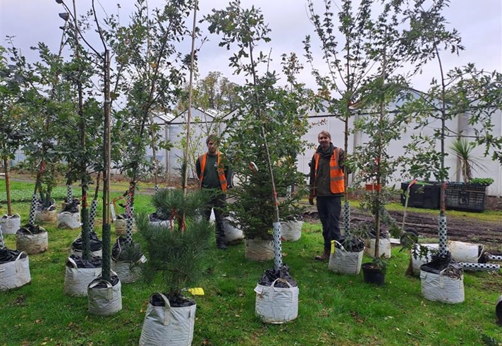 Two people in high viz vest are stand on a grassy area surrounded by trees (with their root balls in bags) that are ready to be planted.
