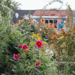 An allotment full of flowers and plants.