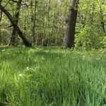 Tall green grass growing on the forest floor, surrounded by leafy trees and dappled sunlight in a springtime woodland.
