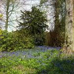 A serene woodland scene shows a patch of vibrant blue wildflowers carpeting the forest floor beneath tall trees. Sunlight filters softly through the branches, casting warm golden glows at the edges of the image. Dense greenery, shrubs, and mossy ground surround a large tree trunk in the foreground, creating a peaceful, natural landscape.