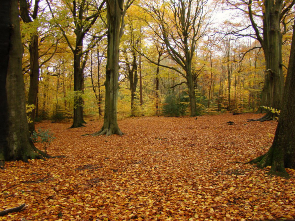 Ecclesall Woods in the autumn, with the ground covered in brown leaves.