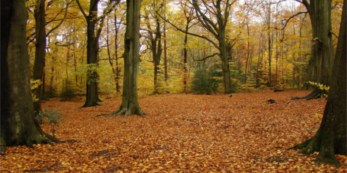 Ecclesall Woods in the autumn, with the ground covered in brown leaves.
