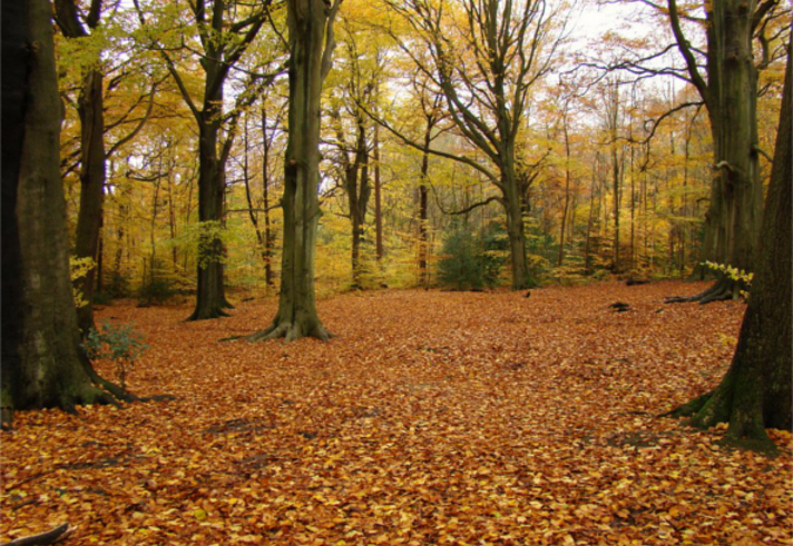 Ecclesall Woods in the autumn, with the ground covered in brown leaves.