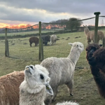 Alpacas grazing in a fenced field at Mayfield Alpacas Animal Park And Animal Sanctuary