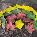 A rainbow, made on the ground, from different coloured leaves.