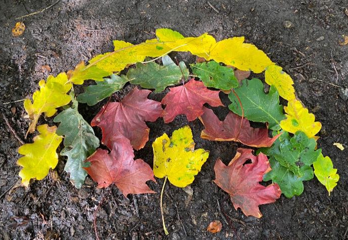 A rainbow, made on the ground, from different coloured leaves.