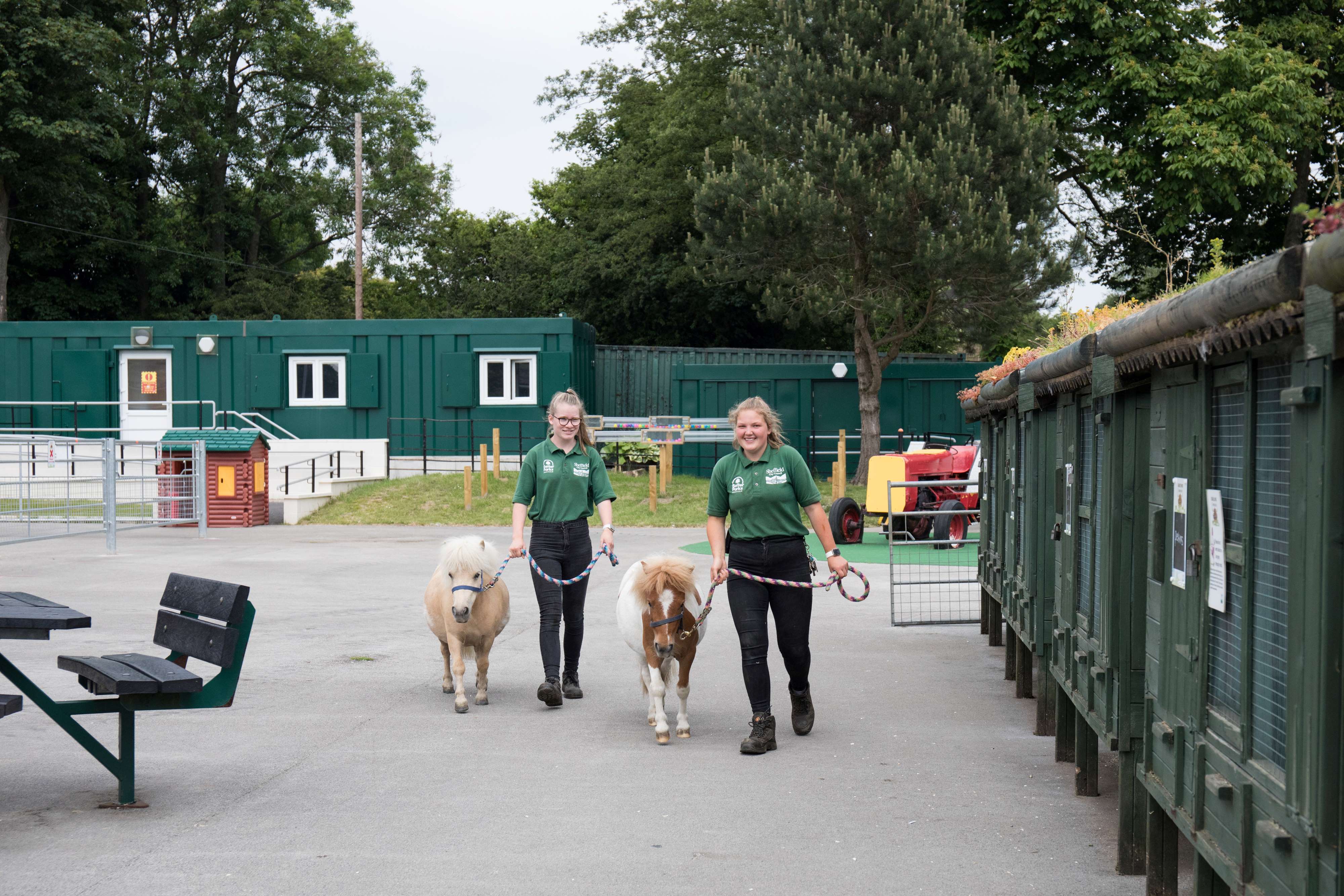 Two members of staff from the animal farm are are leading two Shetland ponies along.