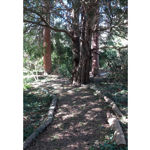 Woodland path bordered by fallen logs leading beneath a large mature tree with twisting branches. Sunlight filters through dense foliage, creating dappled light and shadow on the forest floor. Tall trees with reddish-brown trunks stand in the background, surrounded by ivy, shrubs and undergrowth, forming a secluded natural walkway through the woods.