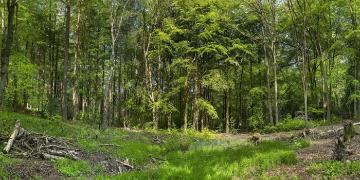 Greno Woods