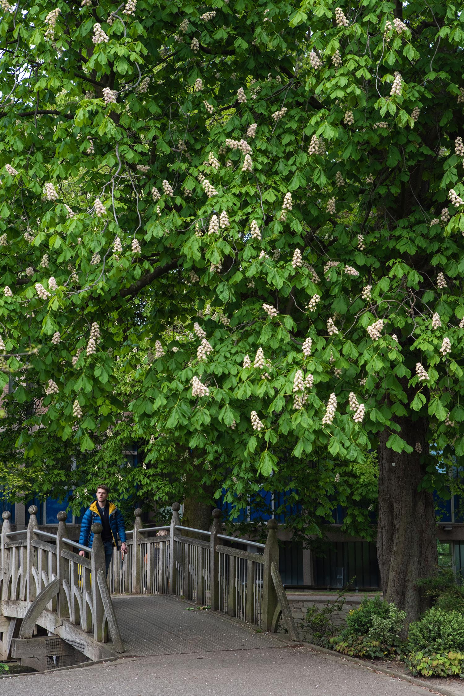 A person walking across a wooden footbridge surrounded by lush greenery. A large tree with dense green leaves and clusters of white blossoms dominates the scene, partially shading the bridge. The background includes more foliage and a glimpse of a building behind the trees.