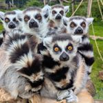 Five ring-tailed lemurs huddle together on a wooden platform, facing the camera. Their distinctive black-and-white striped tails curl around them, and their bright amber eyes stand out against their white faces and dark eye markings. Green foliage and climbing ropes in the background suggest a zoo or wildlife park habitat