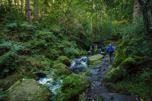 Walker following path next to the brook at Wyming Brook Nature Reserve